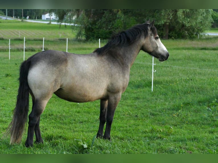 Connemara Merrie 5 Jaar 145 cm Brown Falb schimmel in Bockhorn
