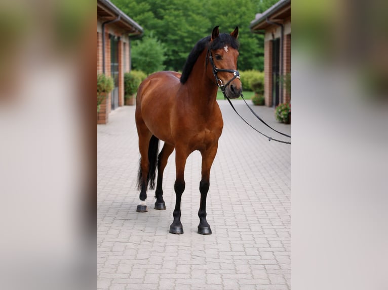 Connemara Mix Merrie 5 Jaar 145 cm Roodbruin in Mezőtur
