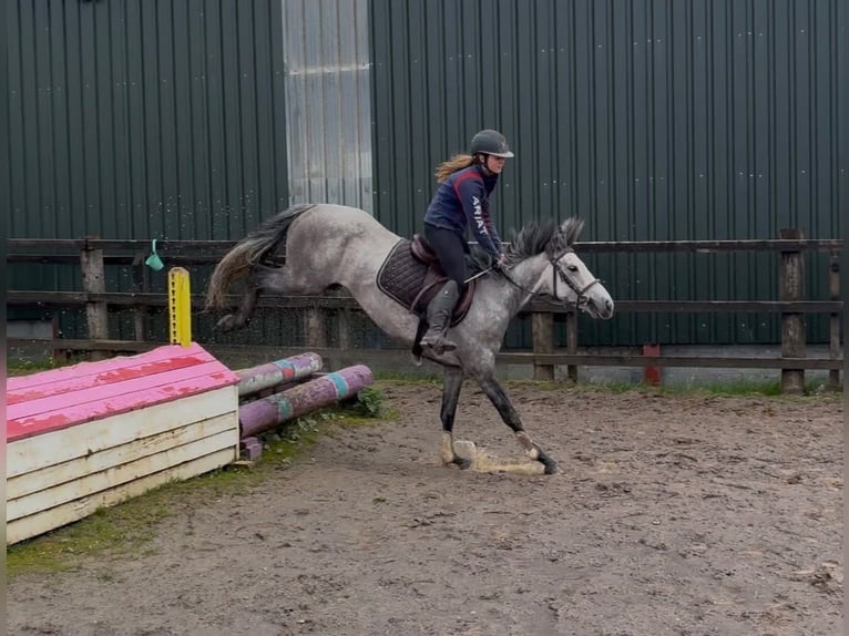 Connemara Merrie 5 Jaar 145 cm Schimmel in Sligo