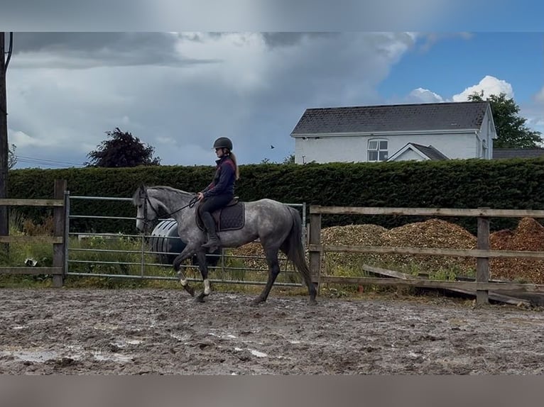 Connemara Merrie 5 Jaar 145 cm Schimmel in Sligo