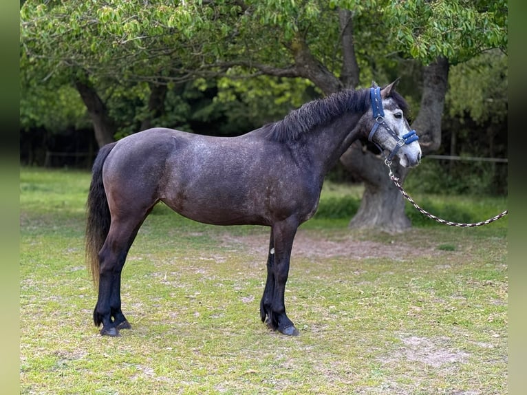 Connemara Merrie 5 Jaar 145 cm Schimmel in Śrem