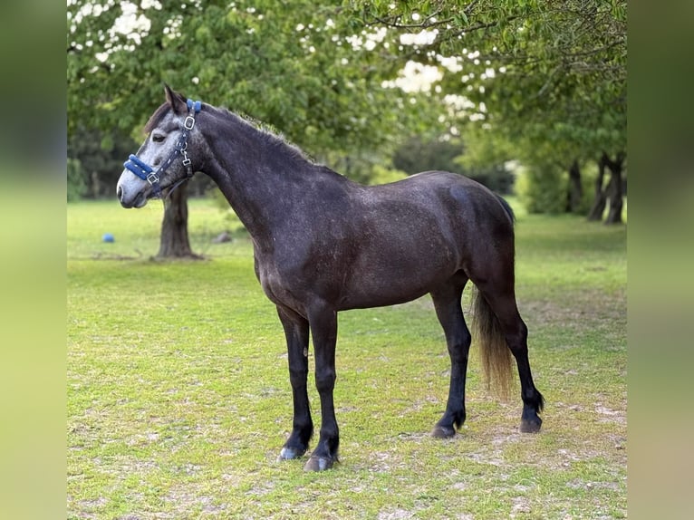 Connemara Merrie 5 Jaar 145 cm Schimmel in Śrem
