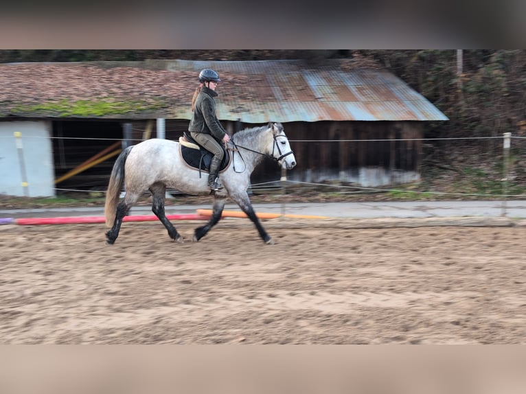 Connemara Merrie 5 Jaar 146 cm Appelschimmel in Morsbach