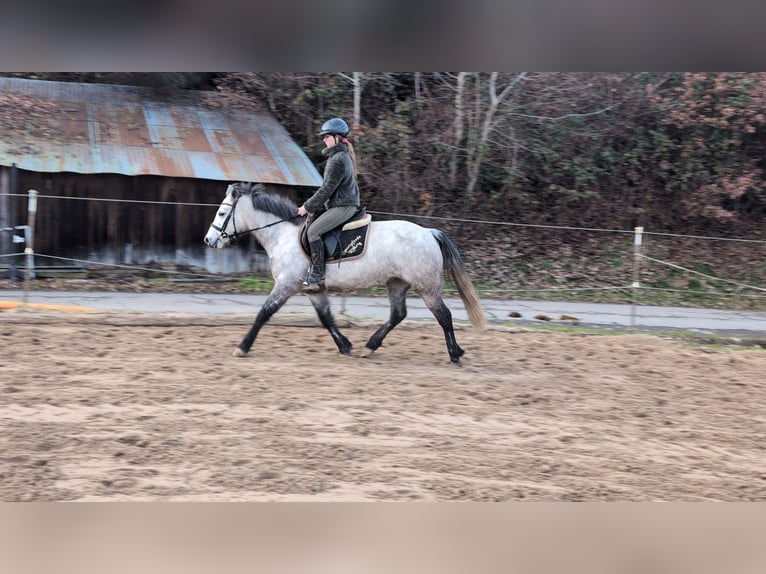 Connemara Merrie 5 Jaar 146 cm Appelschimmel in Morsbach