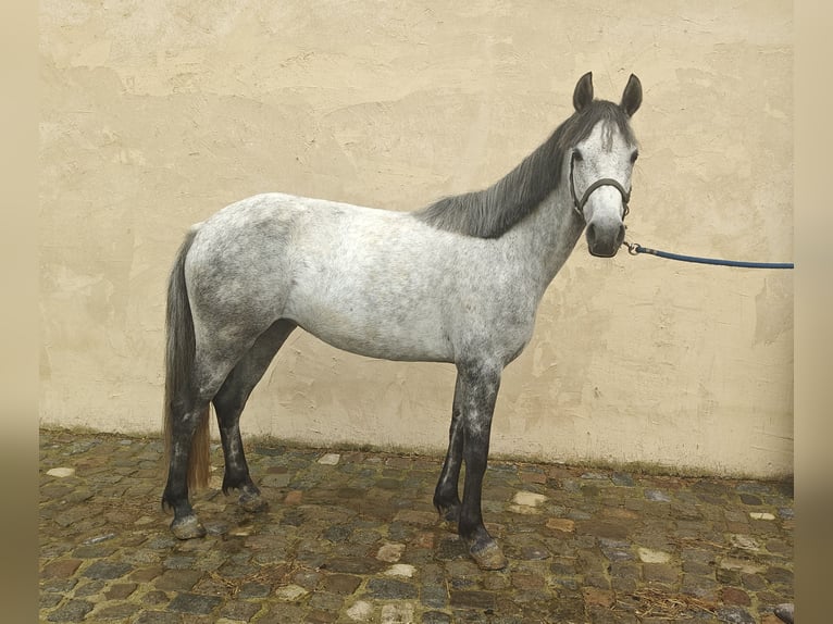Connemara Merrie 5 Jaar 146 cm Schimmel in Oppuurs