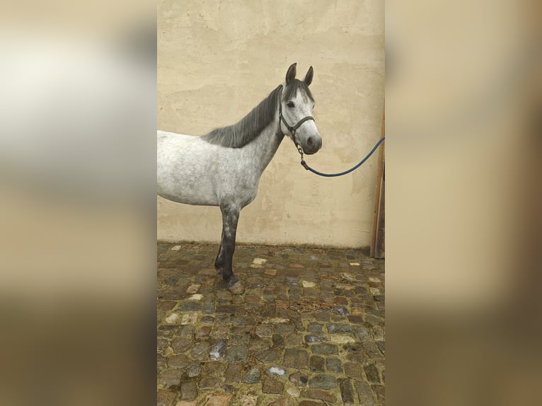 Connemara Merrie 5 Jaar 146 cm Schimmel in Oppuurs