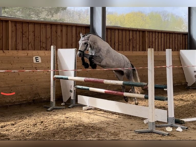 Connemara Merrie 5 Jaar 146 cm Zwartschimmel in Lisberg