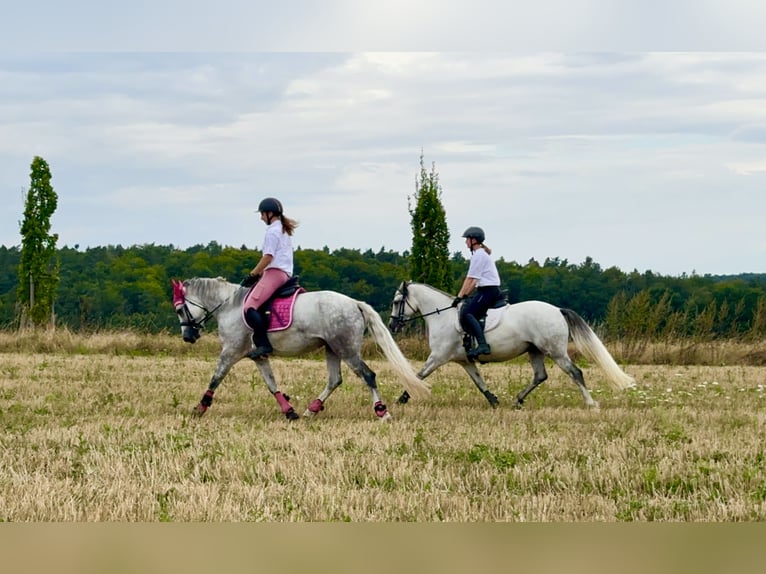 Connemara Merrie 5 Jaar 146 cm Zwartschimmel in Lisberg