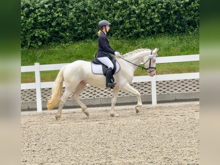 Connemara Merrie 5 Jaar 147 cm Cremello in Lisberg