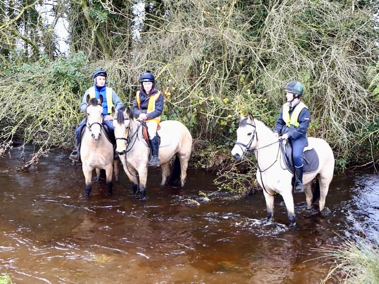 Connemara Merrie 5 Jaar 147 cm Falbe in Mountrath