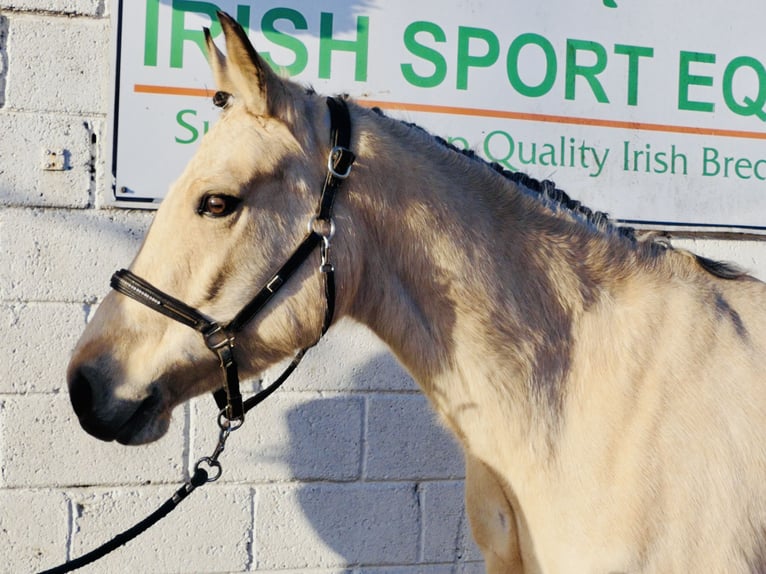 Connemara Merrie 5 Jaar 147 cm Falbe in Mountrath