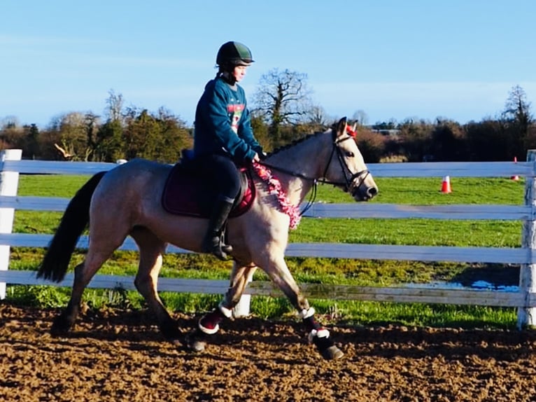 Connemara Merrie 5 Jaar 147 cm Falbe in Mountrath