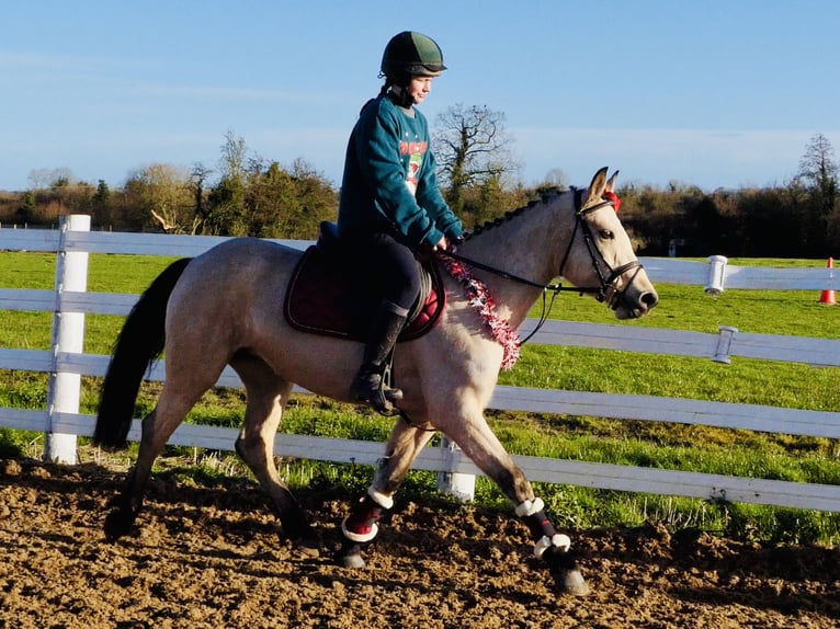 Connemara Merrie 5 Jaar 147 cm Falbe in Mountrath