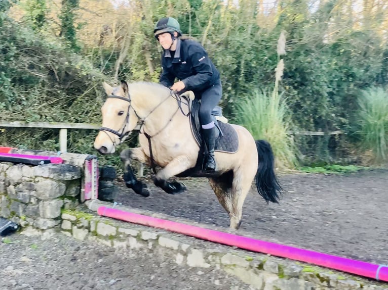 Connemara Merrie 5 Jaar 147 cm Falbe in Mountrath