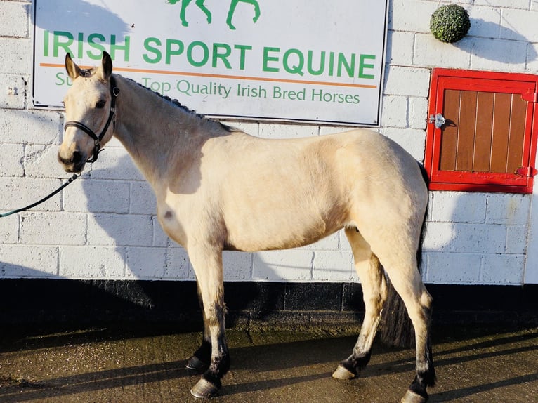 Connemara Merrie 5 Jaar 147 cm Falbe in Mountrath