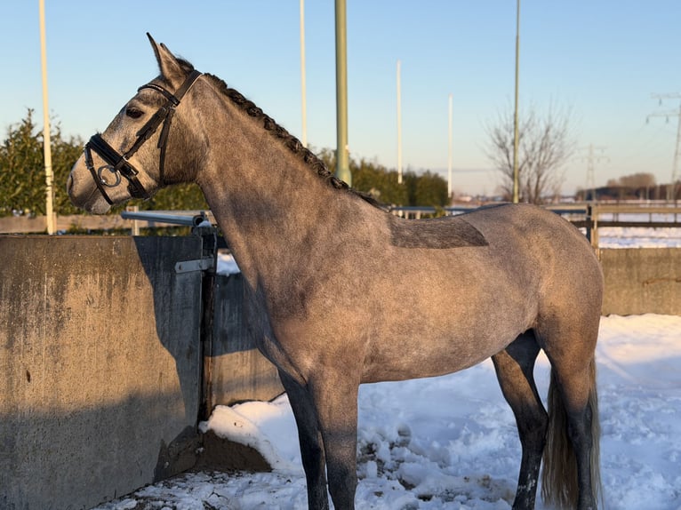 Connemara Merrie 5 Jaar 147 cm Schimmel in Utrecht