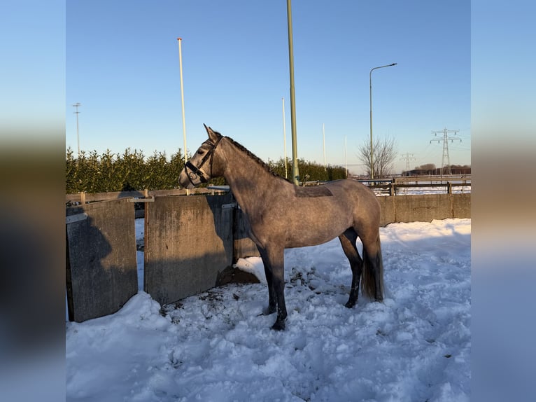 Connemara Merrie 5 Jaar 147 cm Schimmel in Utrecht