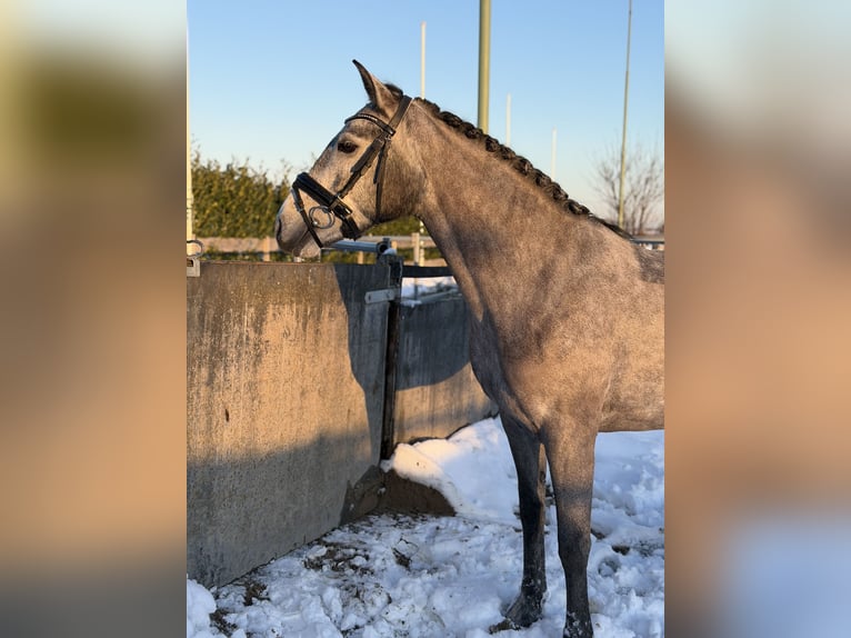 Connemara Merrie 5 Jaar 147 cm Schimmel in Utrecht