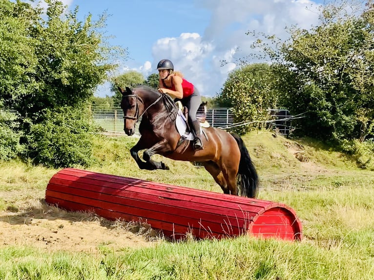 Connemara Merrie 5 Jaar 148 cm Bruin in Mountrath