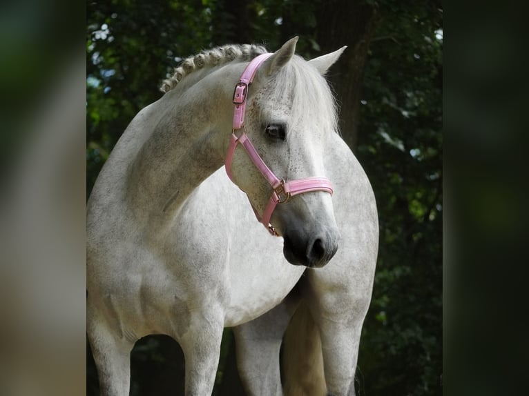 Connemara Merrie 5 Jaar 148 cm Zwartschimmel in Nettersheim