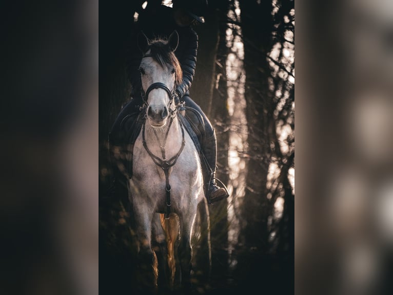 Connemara Mix Merrie 5 Jaar 148 cm Zwartschimmel in Nettersheim