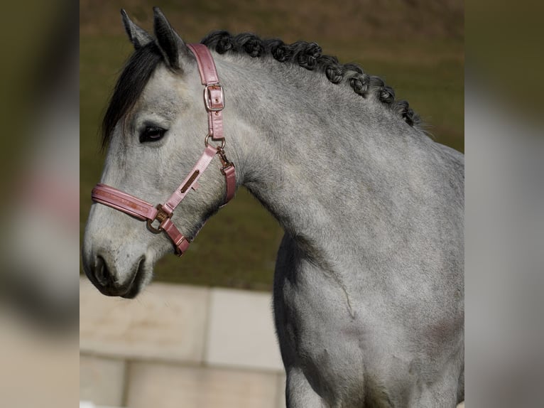 Connemara Mix Merrie 5 Jaar 148 cm Zwartschimmel in Nettersheim