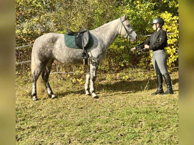 Connemara Merrie 5 Jaar 150 cm Appelschimmel in Lisberg
