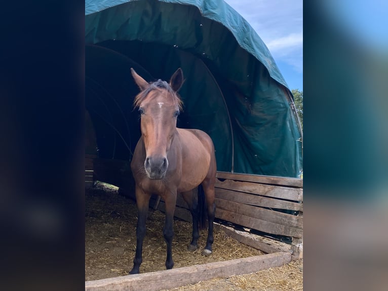 Connemara Mix Merrie 5 Jaar 150 cm Bruin in Creußen