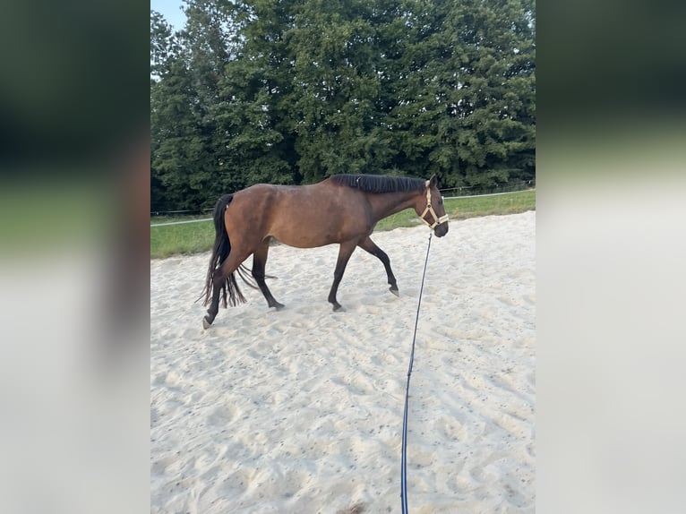 Connemara Mix Merrie 5 Jaar 150 cm Bruin in Creußen