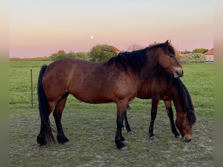 Connemara Merrie 5 Jaar 150 cm Bruin in Hojer