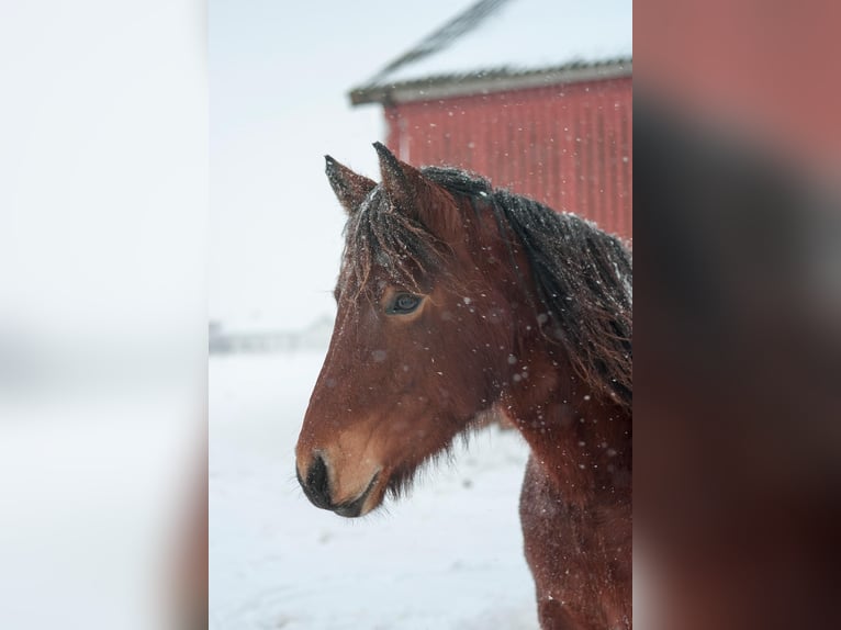 Connemara Merrie 5 Jaar 150 cm Bruin in Hojer