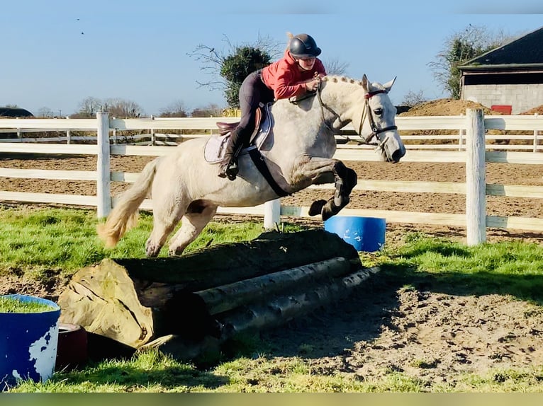 Connemara Merrie 5 Jaar 152 cm Schimmel in Mountrath