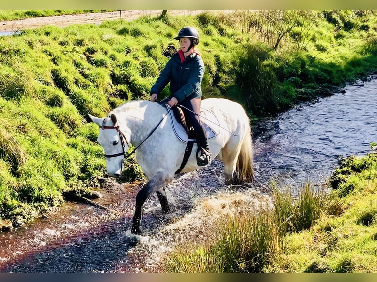 Connemara Merrie 5 Jaar 152 cm Schimmel in Mountrath