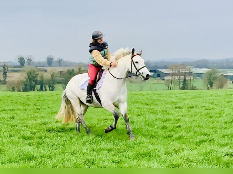 Connemara Merrie 5 Jaar 152 cm Schimmel in Mountrath