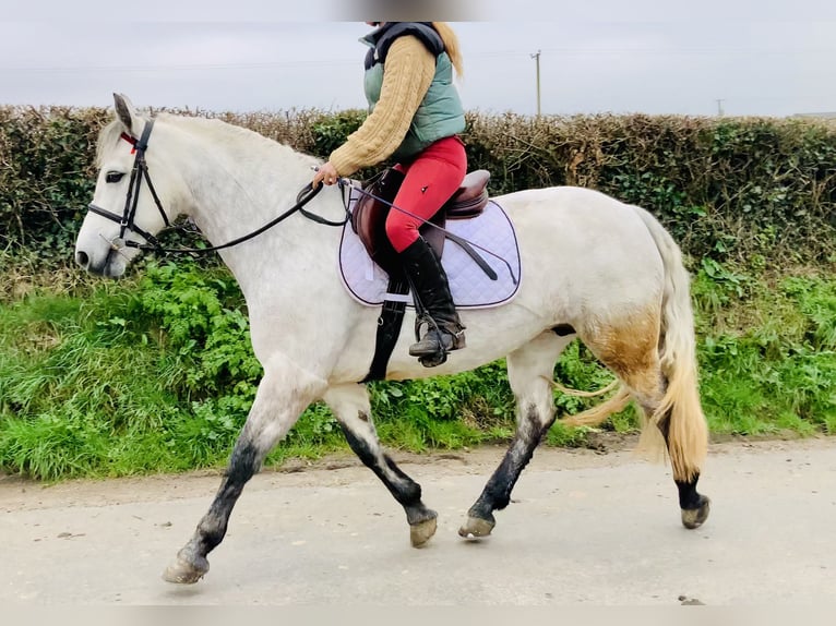 Connemara Merrie 5 Jaar 152 cm Schimmel in Mountrath