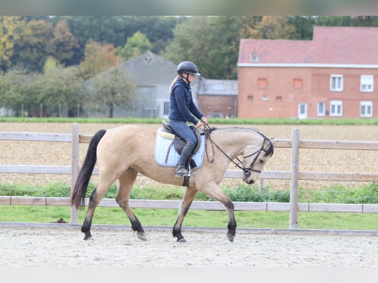 Connemara Merrie 5 Jaar 153 cm Falbe in Bogaarden