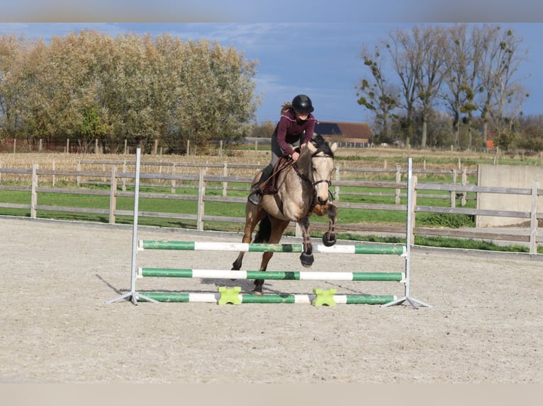 Connemara Merrie 5 Jaar 153 cm Falbe in Bogaarden