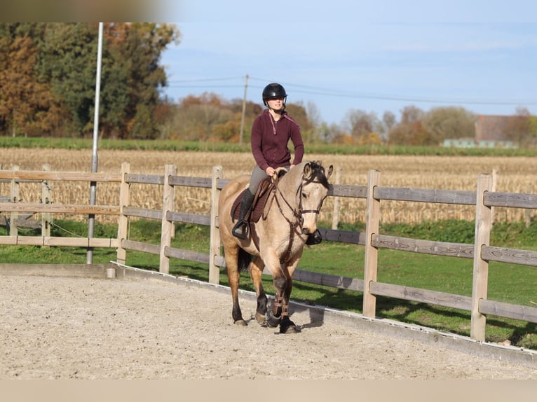 Connemara Merrie 5 Jaar 153 cm Falbe in Bogaarden