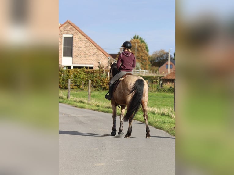 Connemara Merrie 5 Jaar 153 cm Falbe in Bogaarden