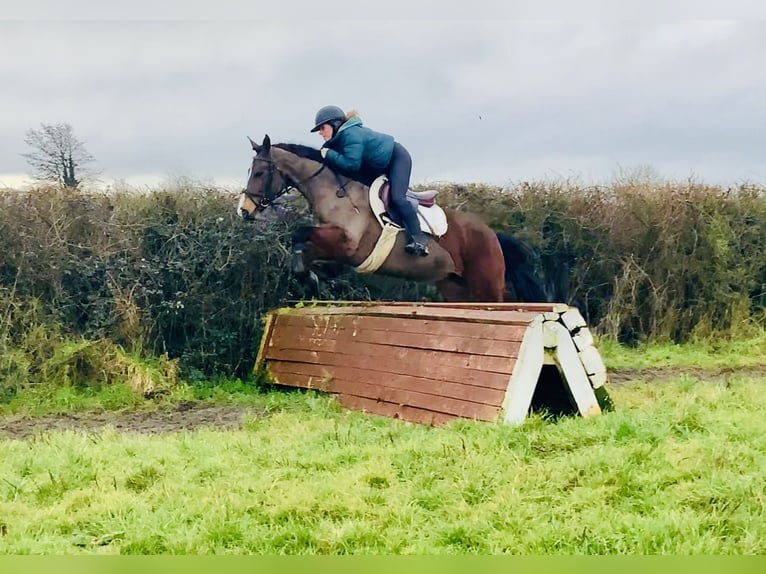 Connemara Merrie 5 Jaar 155 cm Bruin in Mountrath