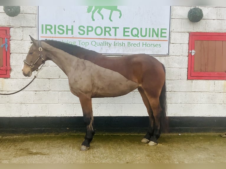 Connemara Merrie 5 Jaar 155 cm Bruin in Mountrath