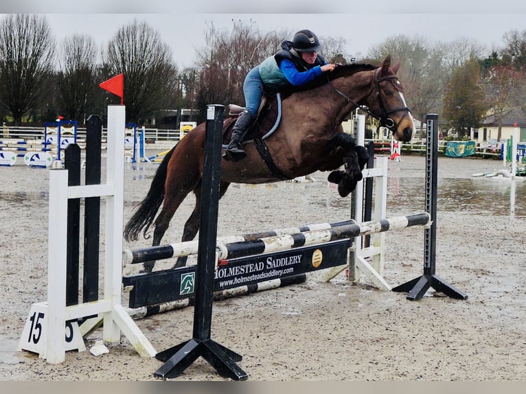 Connemara Merrie 5 Jaar 155 cm Bruin in Mountrath