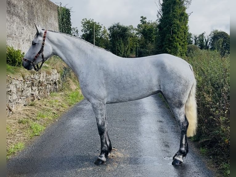 Connemara Merrie 5 Jaar 155 cm Wit in Sligo