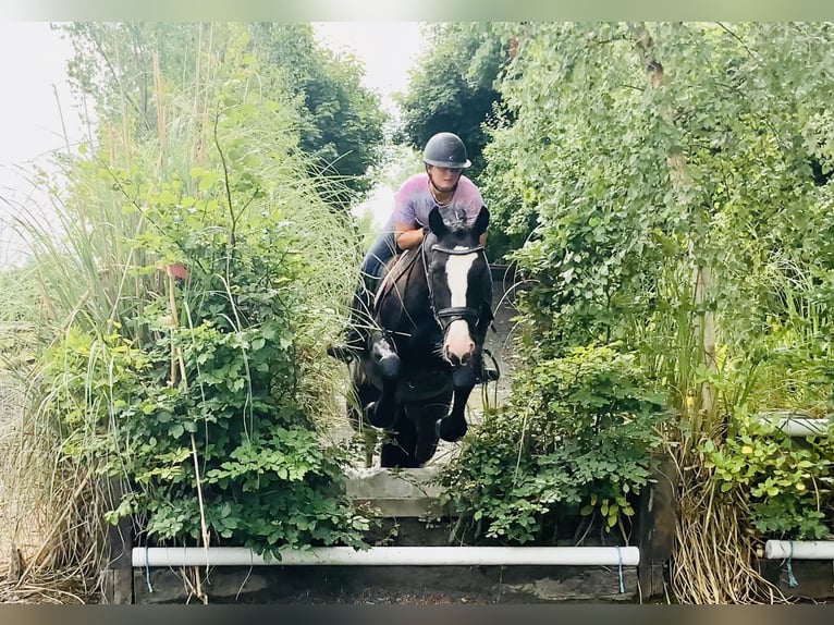 Connemara Mix Merrie 5 Jaar 155 cm Zwart in Mountrath