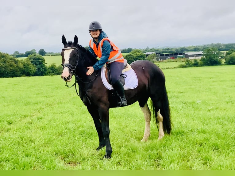 Connemara Mix Merrie 5 Jaar 155 cm Zwart in Mountrath