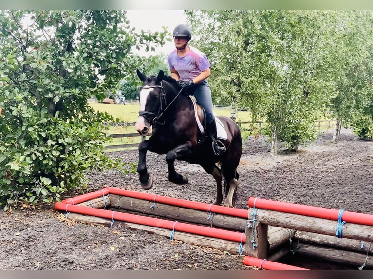 Connemara Mix Merrie 5 Jaar 155 cm Zwart in Mountrath