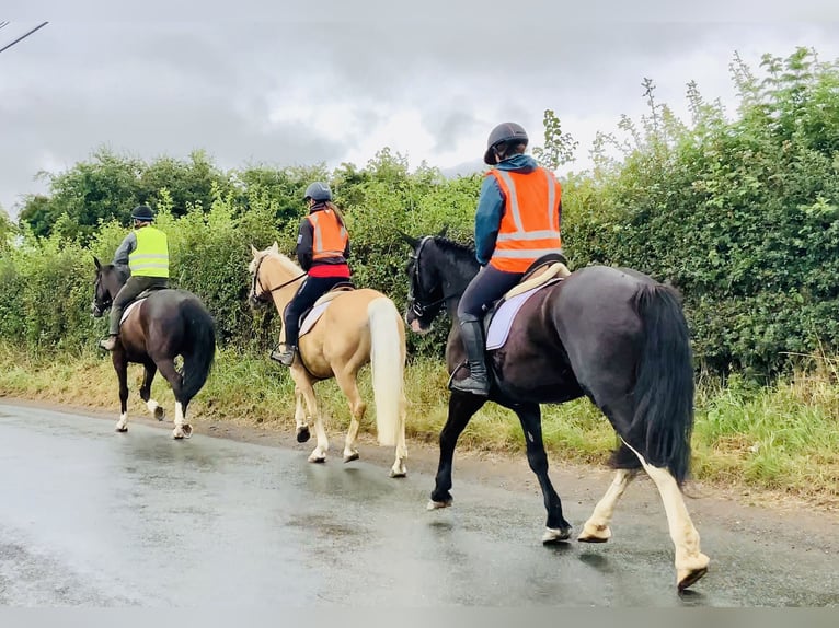 Connemara Mix Merrie 5 Jaar 155 cm Zwart in Mountrath