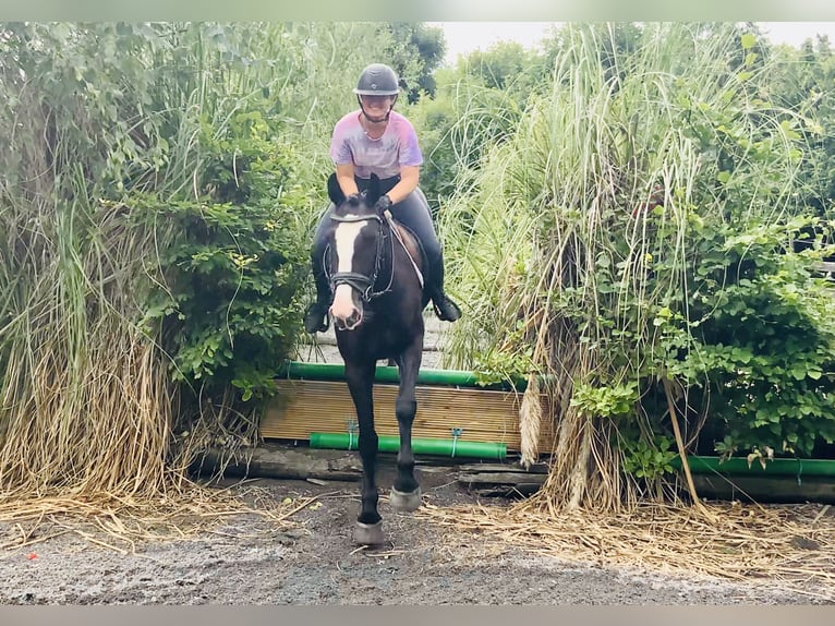 Connemara Mix Merrie 5 Jaar 155 cm Zwart in Mountrath