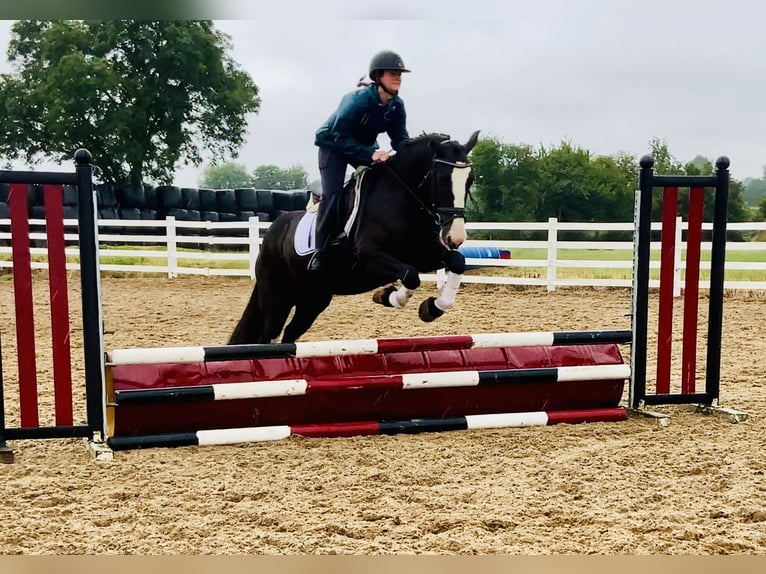 Connemara Mix Merrie 5 Jaar 155 cm Zwart in Mountrath