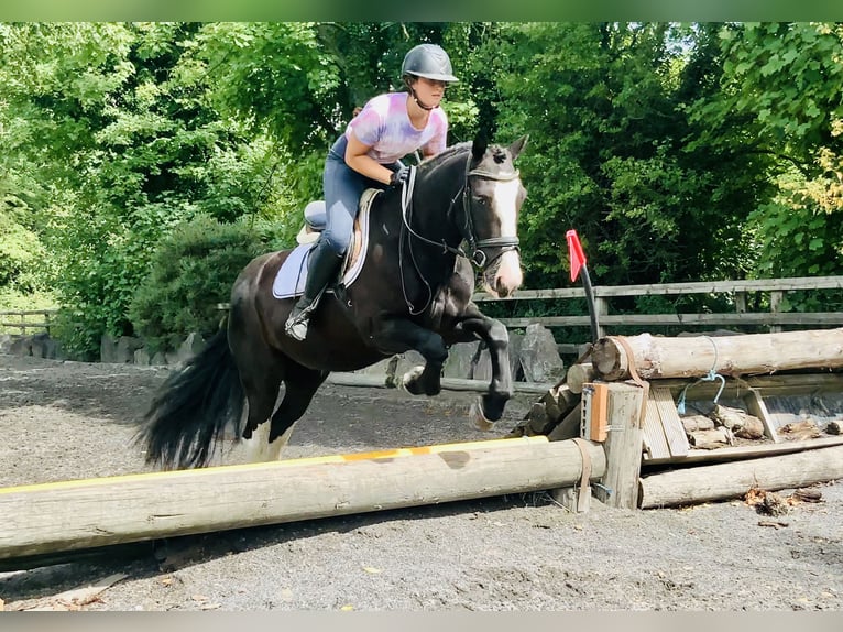 Connemara Mix Merrie 5 Jaar 155 cm Zwart in Mountrath